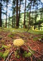 champignons géants au parc provincial kitsumkalum photo