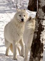 loups arctiques en hiver photo