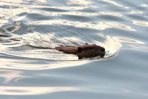 castor nageant dans une eau claire photo