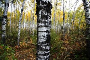 Troncs d'arbres trembles dans le parc du lac Meadow Saskatchewan photo