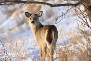 cerf en hiver saskatchewan canada photo