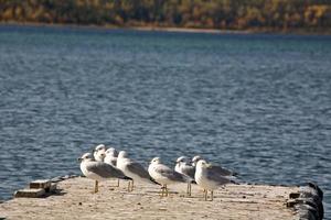 les goélands de californie se rassemblent sur un quai dans le nord de la saskatchewan photo