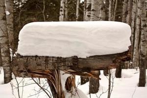 Forte accumulation de neige sur le tronc d'arbre tombé photo