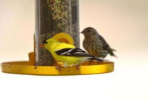 chardonneret jaune et bruant chanteur à la mangeoire pour oiseaux photo