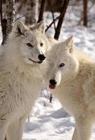 loups arctiques en hiver photo