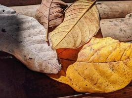 trois feuilles sèches. photo de fond de nature exotique.