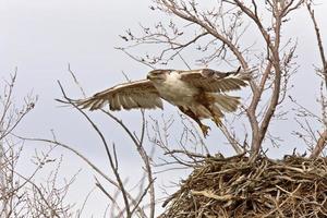 Buse rouilleuse en vol au nid saskatchewan canada photo