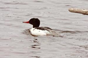 grand harle nageant dans le nord du lac manitoba photo