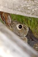 buisson lapin bunny saskatchewan canada photo