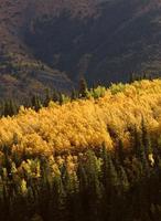 Les trembles aux couleurs de l'automne parmi les pins tordus photo