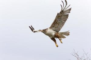Buse rouilleuse en vol au nid saskatchewan canada photo