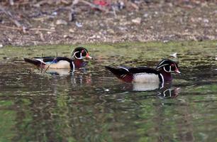 Deux drakes de canard branchu dans l'étang photo