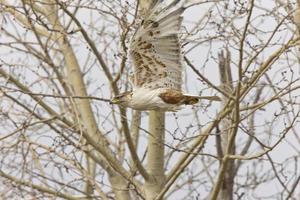 Buse rouilleuse en vol au nid saskatchewan canada photo