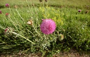 Le chardon des champs fleurit dans la campagne de la saskatchewan photo