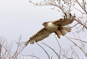 Buse rouilleuse en vol au nid saskatchewan canada photo