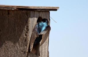 Hirondelle bicolore piquer la tête dans la maison d'oiseau photo