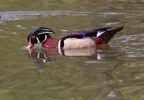 Drake canard branchu se nourrissant dans l'étang photo