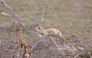 chien de prairie dans les prairies saskatchewan photo