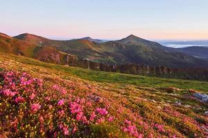 les rhododendrons fleurissent dans un bel endroit dans les montagnes. beau coucher de soleil. rhododendrons en fleurs dans les montagnes par une journée d'été ensoleillée. carpates, ukraine. photo