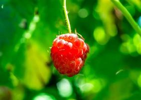 photographie pour baies mûres entières framboise rouge photo