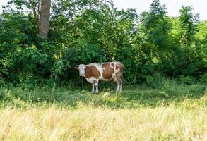 photographie sur le thème belle grosse vache à lait photo