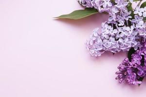 fleurs lilas sur fond rose à plat. vue de dessus de la disposition des fleurs de printemps photo