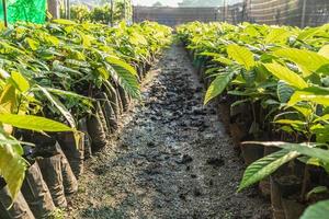 plants de cacao qui poussent à la ferme photo
