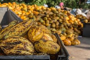 fruits de cacao frais dans une usine de cacao photo