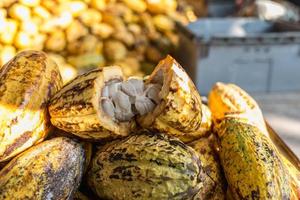 fruits de cacao frais dans une usine de cacao photo