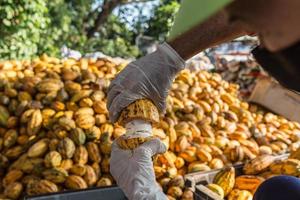 ouvriers préparant des fruits de cacao frais avant la fermentation photo