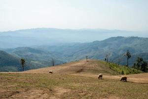 ferme de moutons sur doi chang, chiang rai, thaïlande photo