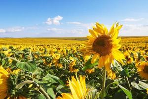 champ de tournesol avec ciel bleu nuageux photo