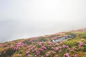 les rhododendrons fleurissent dans un bel endroit dans les montagnes. fleurs dans les montagnes. rhododendrons en fleurs dans les montagnes par une journée d'été ensoleillée. scène dramatique inhabituelle. carpates, ukraine photo