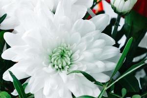 chrysanthème blanc, bourgeon en gros plan photo