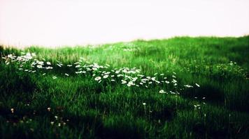 beau champ de prairie avec de l'herbe fraîche photo