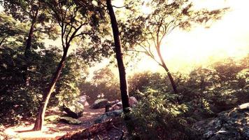 forêt mystique colorée avec rayon de soleil et lumière parasite le matin photo