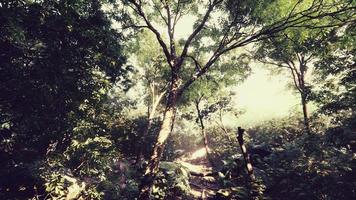 forêt mystique colorée avec rayon de soleil et lumière parasite le matin photo
