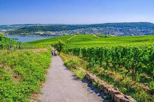 Rudesheim am rhein vignobles champs verts gorges du rhin collines de la vallée de la rivière