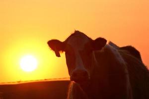 coucher de soleil derrière une vache en saskatchewan photo