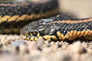 couleuvre rayée morte sur une route de gravier photo