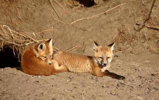 chiots de renard roux à l'extérieur de leur tanière photo