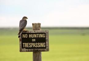 Faucon crécerelle sur aucun signe de chasse dans la ville pittoresque de la Saskatchewan photo