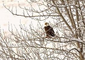 pygargue à tête blanche perché dans un arbre photo