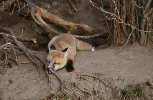 chiot renard roux en dehors de sa tanière photo