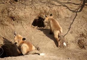 deux renardeaux roux à l'extérieur de leur tanière photo