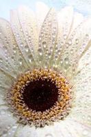 macro gros plan d'une fleur marguerite