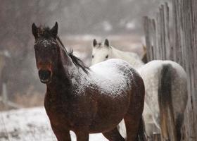 chevaux dans les pâturages d'hiver pendant la tempête de neige photo