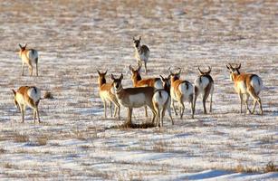 troupeau d'antilopes d'Amérique en hiver photo