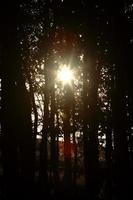 Soleil qui brille à travers les falaises d'arbres en Saskatchewan photo