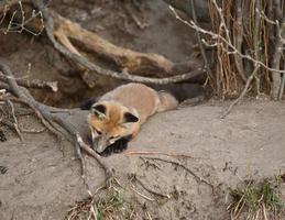 chiot renard roux en dehors de sa tanière photo